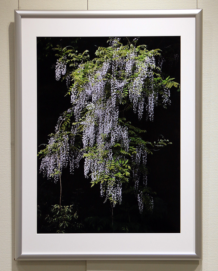 田子の藤|紙尾　育子